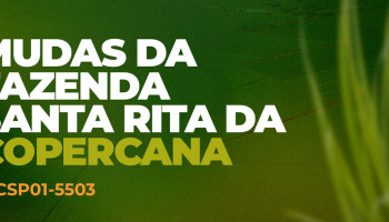 Variedades de Cana da Fazenda Santa Rita da Copercana 2025: IACSP01-5503